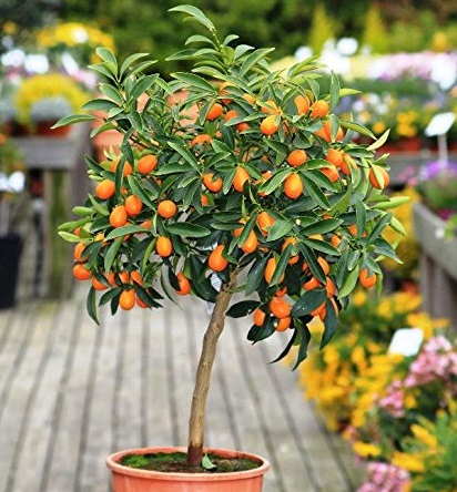 KUMQUAT 50 CM